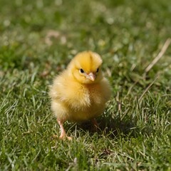 Adorable Yellow Chick on Green Grass