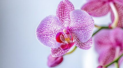 Fototapeta premium Close-Up Shot of Stunning Orchid Flower on a White Background