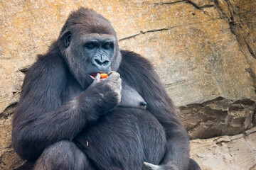 pregnant female gorilla sitting