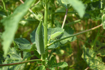 Lady finger or Okra on a plant, Fresh okra plant, Okra closeup on the tree, Lady Fingers or Okra vegetable on plant in farm organic vegetables, Close up of Lady finger, Chakwal, Punjab, Pakistan