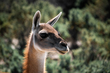 Guanaco patagónico de la Patagonia Argentina en la provincia de Chubut donde se aprecia la belleza de la estepa.