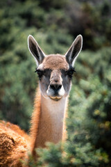 Guanaco patagónico de la Patagonia Argentina en la provincia de Chubut donde se aprecia la belleza de la estepa.