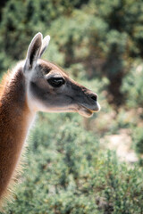 Guanaco patagónico de la Patagonia Argentina en la provincia de Chubut donde se aprecia la belleza de la estepa.