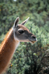 Guanaco patagónico de la Patagonia Argentina en la provincia de Chubut donde se aprecia la belleza de la estepa.