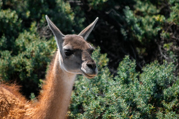 Guanaco patagónico de la Patagonia Argentina en la provincia de Chubut donde se aprecia la belleza de la estepa.