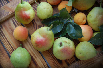 Autumn harvest of pears, apples and apricots