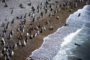 Pinguino de Magallanes en la Patagonia Argentina, provincia de Chubut.  © JuanManuel