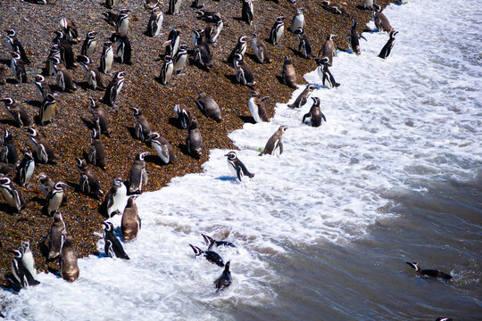 Pinguino de Magallanes en la Patagonia Argentina, provincia de Chubut. 