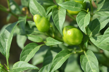 fresh green chili on plant closeup, chili plants in organic farming, Chilies closeup in field, Green chili plant in a farmer's field, Ripe green chili on a plant in Chakwal, Punjab, Pakistan