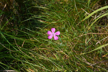 Field carnation. The pink flower of dianthus campestris grows isolated among grass in a meadow. Sharpness focused only on flower in the centre of the photo, high quality, close-up.