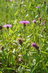 Pink meadow cornflower or Centaurea jacea purple flower isolated with a hoverfly in the center, vertical image, side view, close-up. Brown knapweed of lilac or lavender violet color grows in the wild.