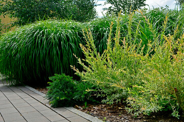 Wierzba japońska rosnąca jako krzew, wierzba calolistna, Salix integra, krzak wierzby japońskiej i trawy ozdobne w ogrodzie,  Salix 'Hakuro-Nishiki', Decorative shrub Salix integra Hakuro nishiki © kateej