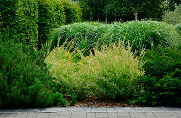 Wierzba japońska rosnąca jako krzew, wierzba calolistna, Salix integra, krzak wierzby japońskiej i trawy ozdobne w ogrodzie,  Salix 'Hakuro-Nishiki', Decorative shrub Salix integra Hakuro nishiki © kateej