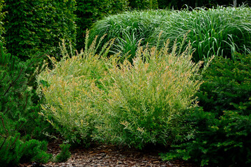 Wierzba japońska rosnąca jako krzew, wierzba calolistna, Salix integra, krzak wierzby japońskiej i trawy ozdobne w ogrodzie,  Salix 'Hakuro-Nishiki', Decorative shrub Salix integra Hakuro nishiki