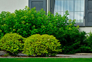 żółte i zielone krzewy w ogrodzie przy oknie domu, hortensja bukietowa i tawuła japońska w ogrodzie, Spiraea japonica, Hydrangea paniculata, hydrangea and yellow Japanese meadowsweet, Japanese spiraea © kateej