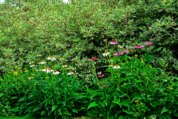 Jeżówki purpurowe w ogrodzie, białe i rózowe kwiaty jeżówek, Echinacea purpurea , jeżówka purpurowa, kolorowe kwiaty, Purple coneflowers in the garden, white and pink coneflower flowers, flower plant  © kateej