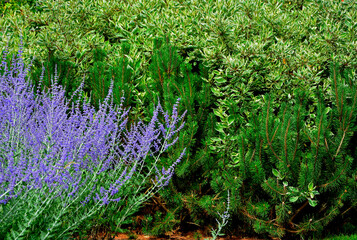 Perowskia łobodolistna 'Blue Spire', kwitnąca Perowskia w ogrodzie,  Perowskia, sosana gór i dereń biały, Salvia yangii, Perovskia atriplicifolia, Russian sage, herbaceous perennial plant and subshrub © kateej