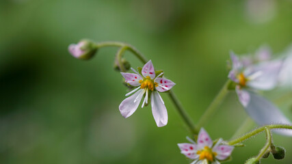 Macro Plant Photo of Saxifraga Flower