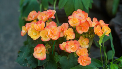 Orange begonia flowers in the garden