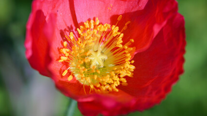 Macro photo of red island poppy flower