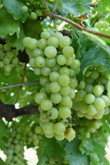 Close up of grapes hanging on Vine, Hanging grapes. Grape farming. Grapes farm. Tasty green grape bunches hanging on branch. Grapes With Selective Focus on the subject, Chakwal, Punjab, Pakistan