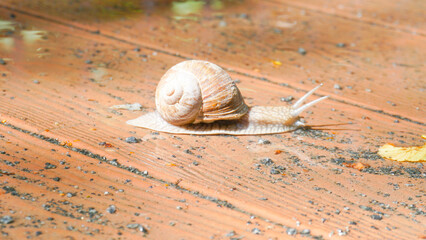 shell wildlife mollusk background closeup animal helix nature slime garden ecology snail slow