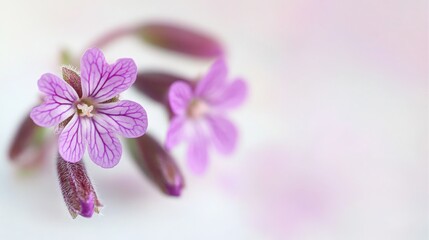 Obraz premium Vivid Close-Up of Vibrant Purple Verben Flower on White Background - Nature Photography