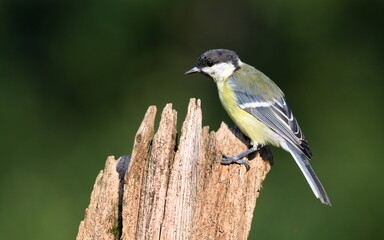 Parus major aka great tit is perched on tree branch. Common bird in Czech republic nature. Isolated on blurred background.