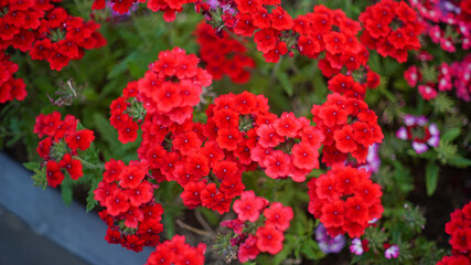Red Garden Verbena Flowers on the Flowerpot
