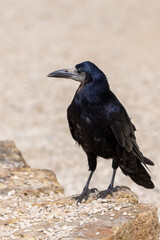 Close up of a rook (corvus frugilegus) perching on a rock