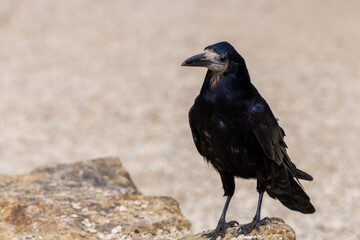 Close up of a rook (corvus frugilegus) perching on a rock