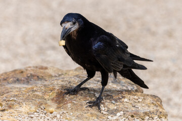 Fototapeta premium Close up of a rook (corvus frugilegus) eating a crisp