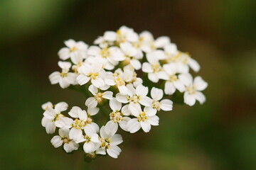 Medicinal plants - milfoil, yarrow flower; Achillea millefolium;  macro photography		