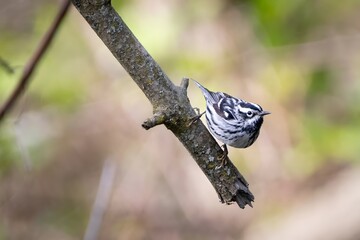 Black and White Warbler New world warblers Bird
