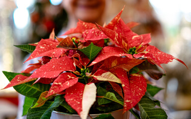 Beautiful red poinsettia holded by a defocsed senior smiling woman. Traditional Christmas flower