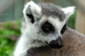 Close up headshot of a lemur at a zoo in Toronto, Canada