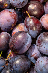 A high angle view of freshly harvested damsons on a sunny August day