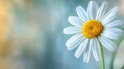 Fototapeta premium Close-up view of a white daisy
