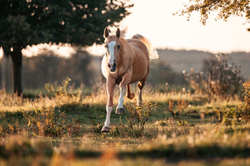 Fototapeta premium Bayrisches Warmblut
