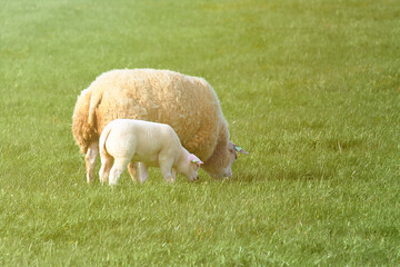Obraz premium Sheep with baby lamb grazing in green field Close-up