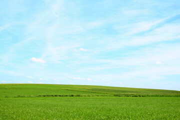 Fresh green grass field and bright clear blue sky landscape