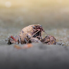 A stunning macro photograph reveals the intricate details of a Louisiana crayfish, as its rugged exoskeleton and sensitive antennae are captured in exquisite detail.