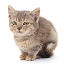 Kitten on white background.