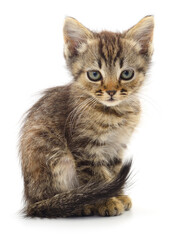 Kitten on white background.