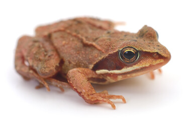 Small brown frog.