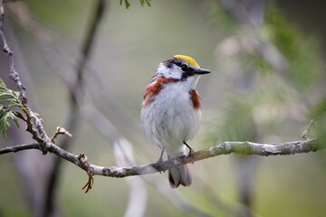 Chestnut-sided Warbler new world warbler bird
