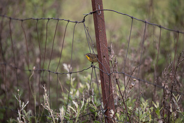 Common Yellowthroat New World Warbler Bird