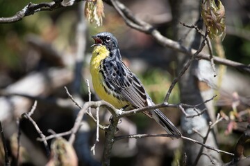Kirtland Warbler Endangered Species Warbler Bird