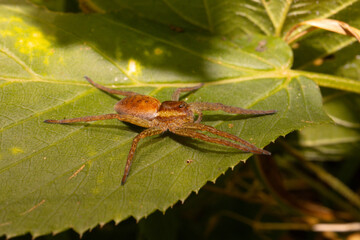 A huge spider on a green leaf resting