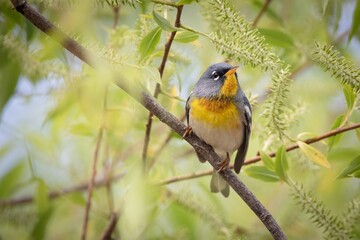 Northern Parula Warbler Bird